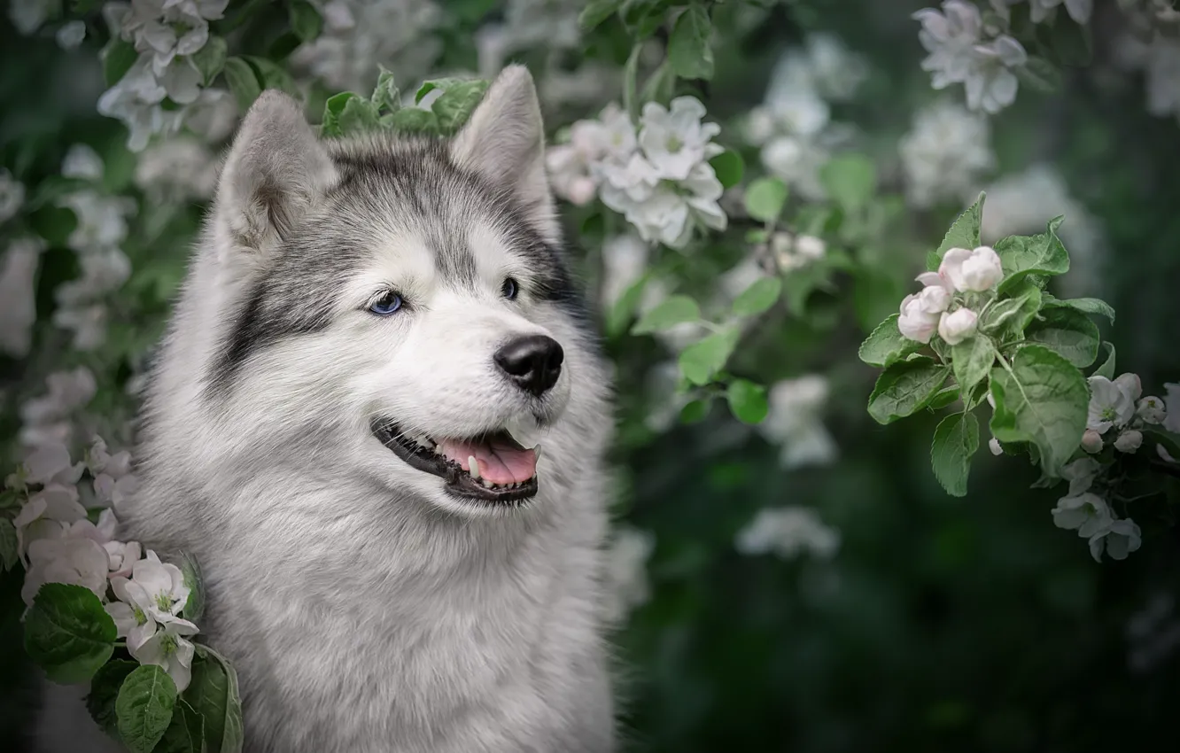 Photo wallpaper face, branches, dog, spring, Apple, flowering, Husky, Svetlana Pisareva