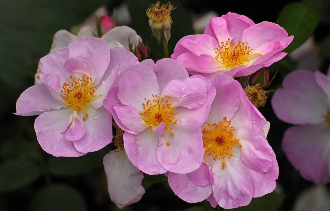 Photo wallpaper drops, macro, flowers, roses, briar, pink, the bushes