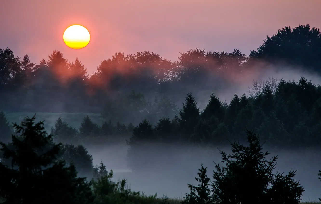 Photo wallpaper the sun, trees, sunset, nature, fog, river, the evening