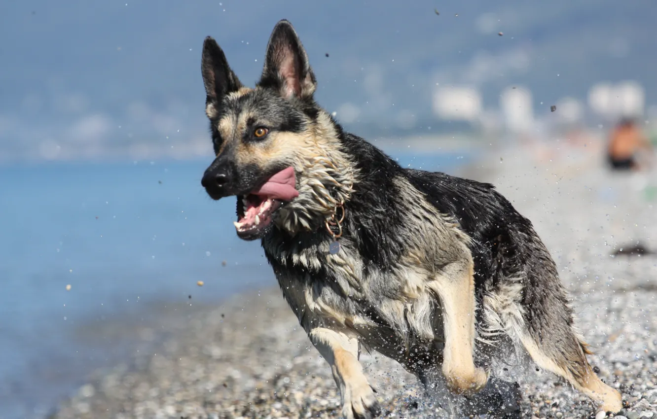 Photo wallpaper sea, language, beach, movement, wet, running, river, crushed stone