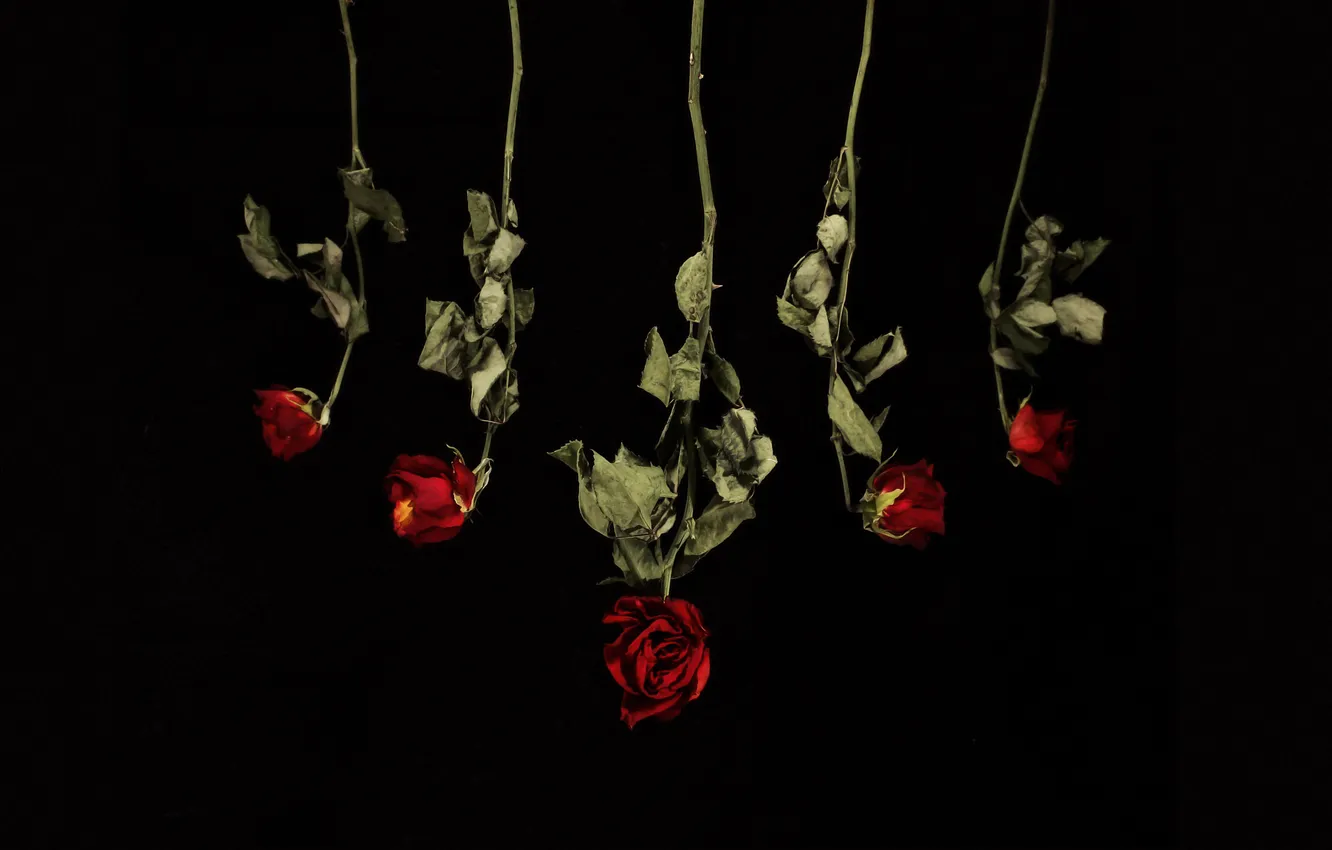 Photo wallpaper flowers, background, roses