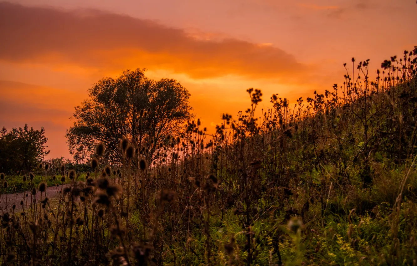 Photo wallpaper grass, road, sky, sunset, autumn, clouds, tree, hill