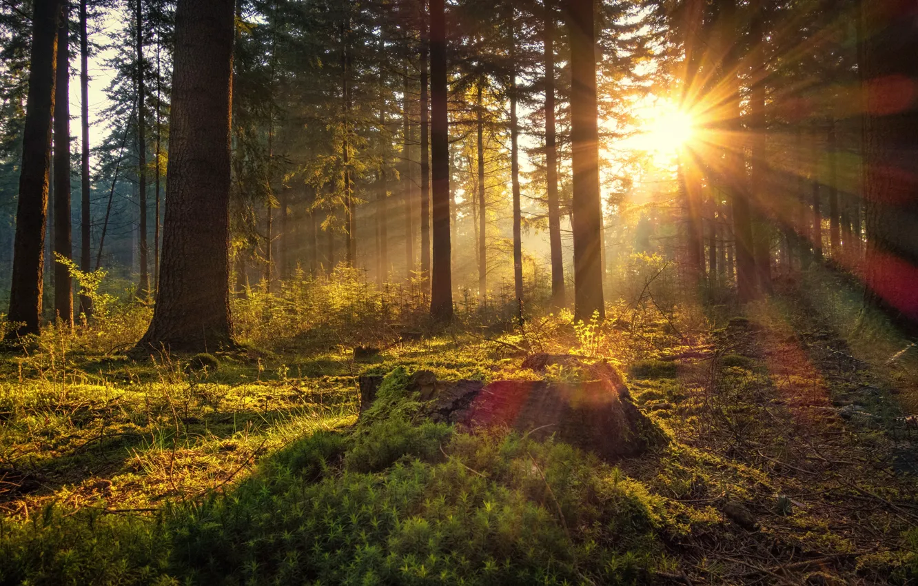 Photo wallpaper forest, the sun, trees, dawn, moss, morning, Germany, Germany