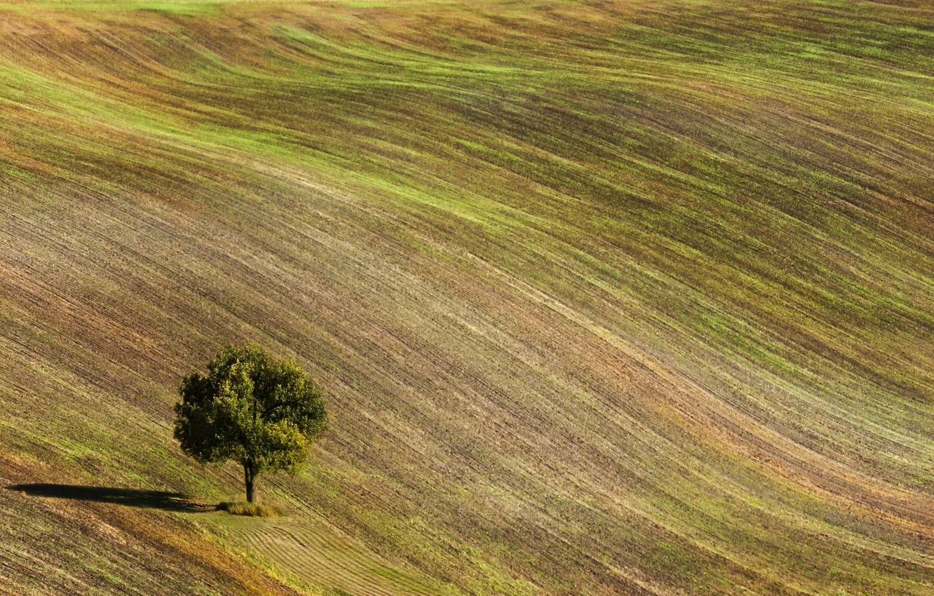 Photo wallpaper field, tree, Czech Republic, The Czech Republic