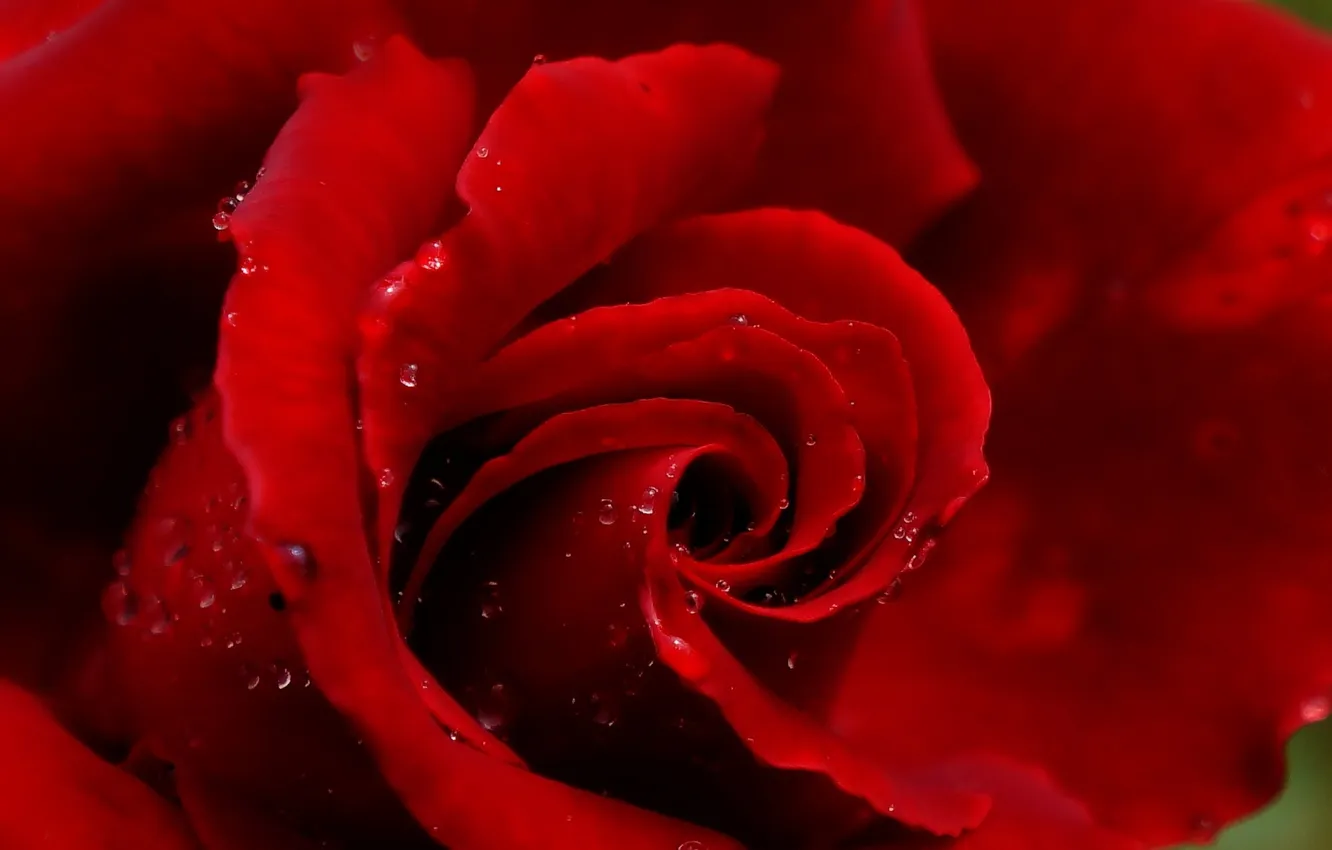 Photo wallpaper rose, flower, blooming