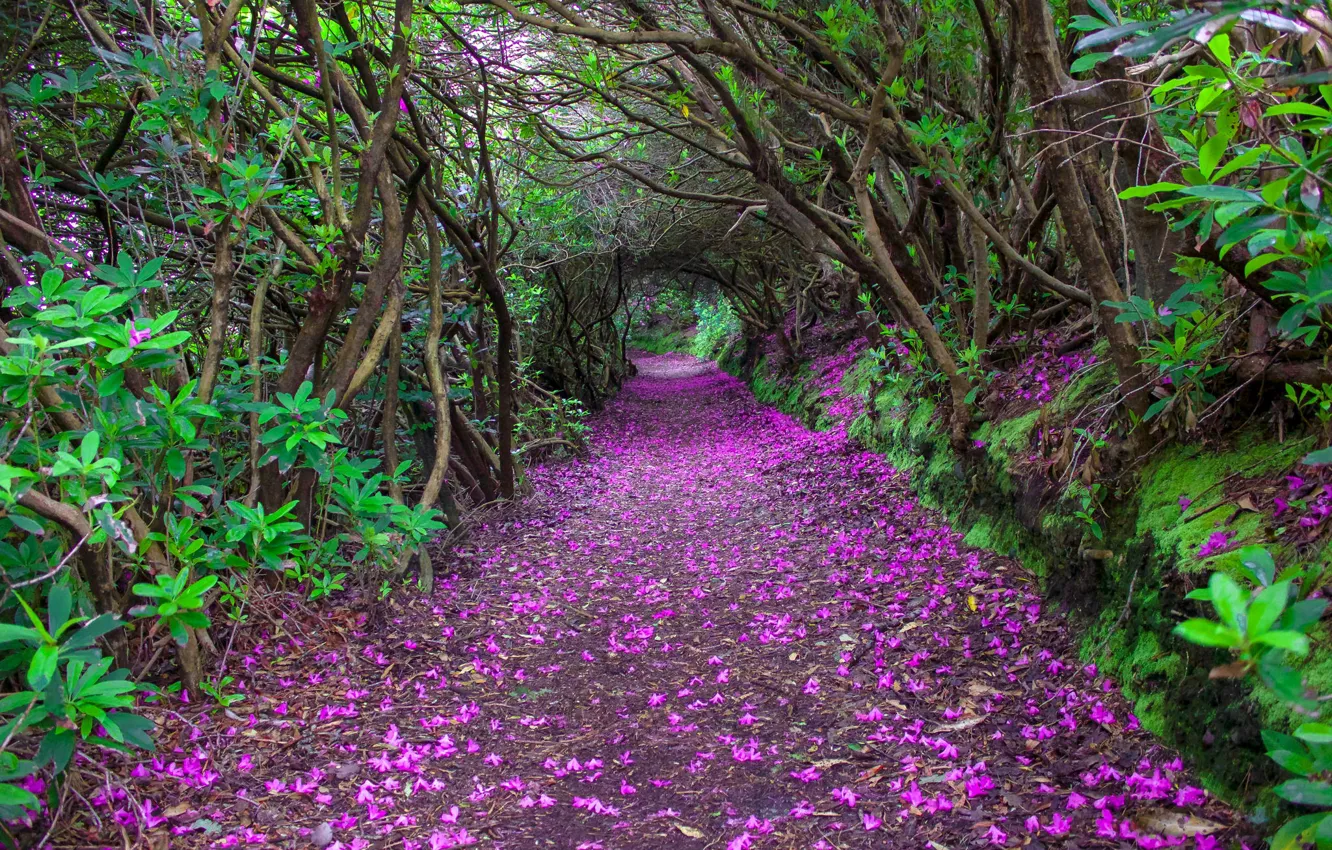 Photo wallpaper trees, Park, petals, the tunnel, Ireland, alley, the bushes, ireland