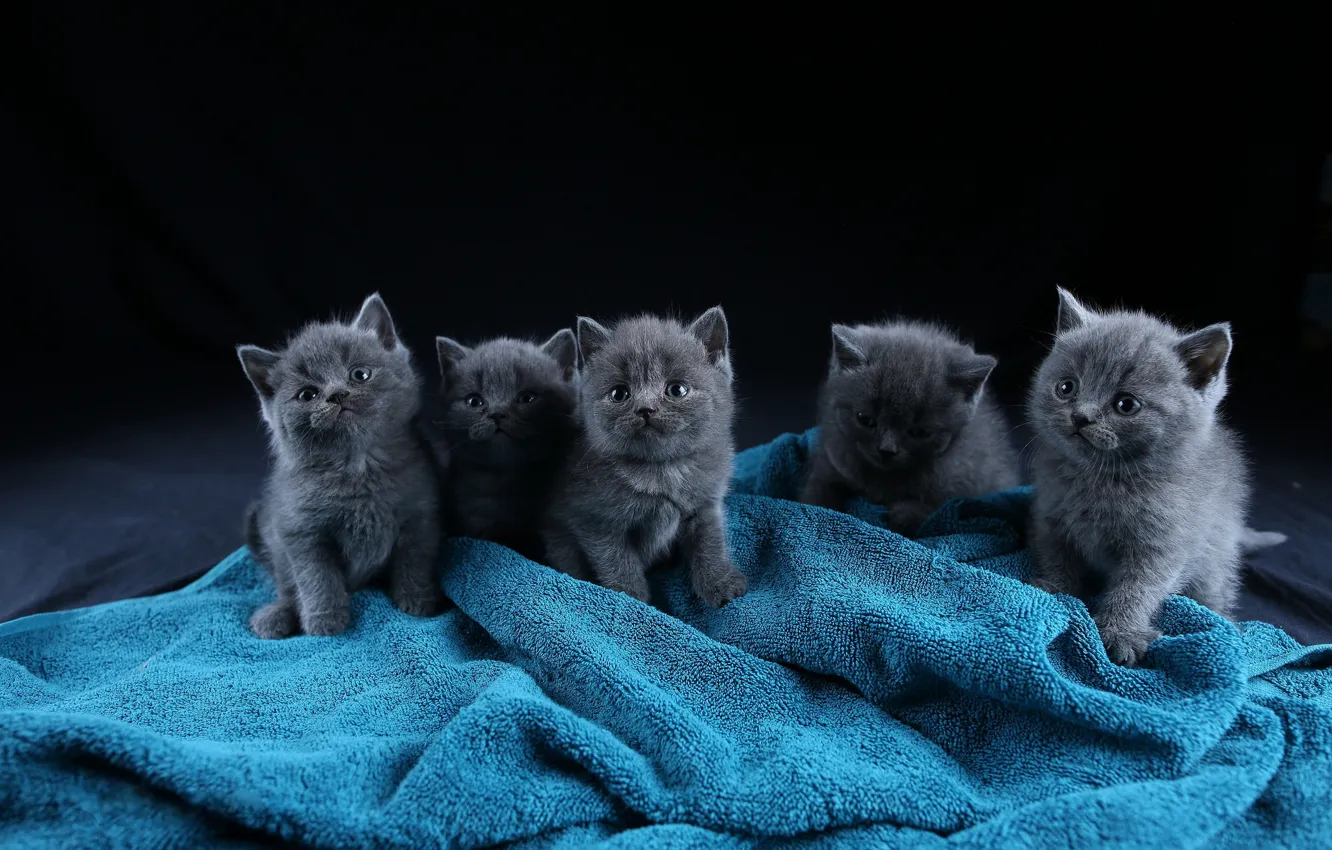 Photo wallpaper cat, grey, blue, baby, black background, kitty, sitting, five