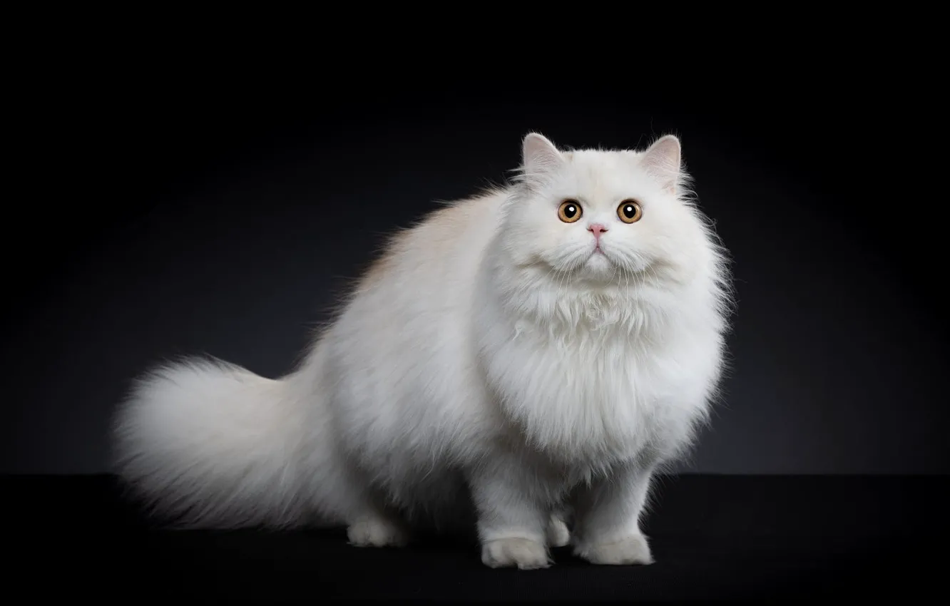Photo wallpaper cat, white, cat, black background, yellow eyes, Persian, Studio