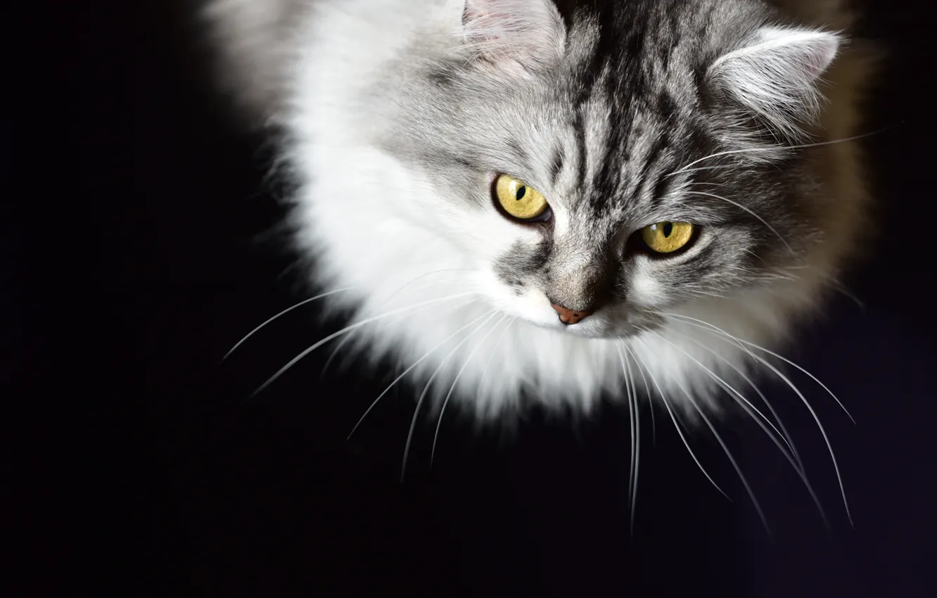 Photo wallpaper cat, cat, look, portrait, muzzle, monochrome, black background
