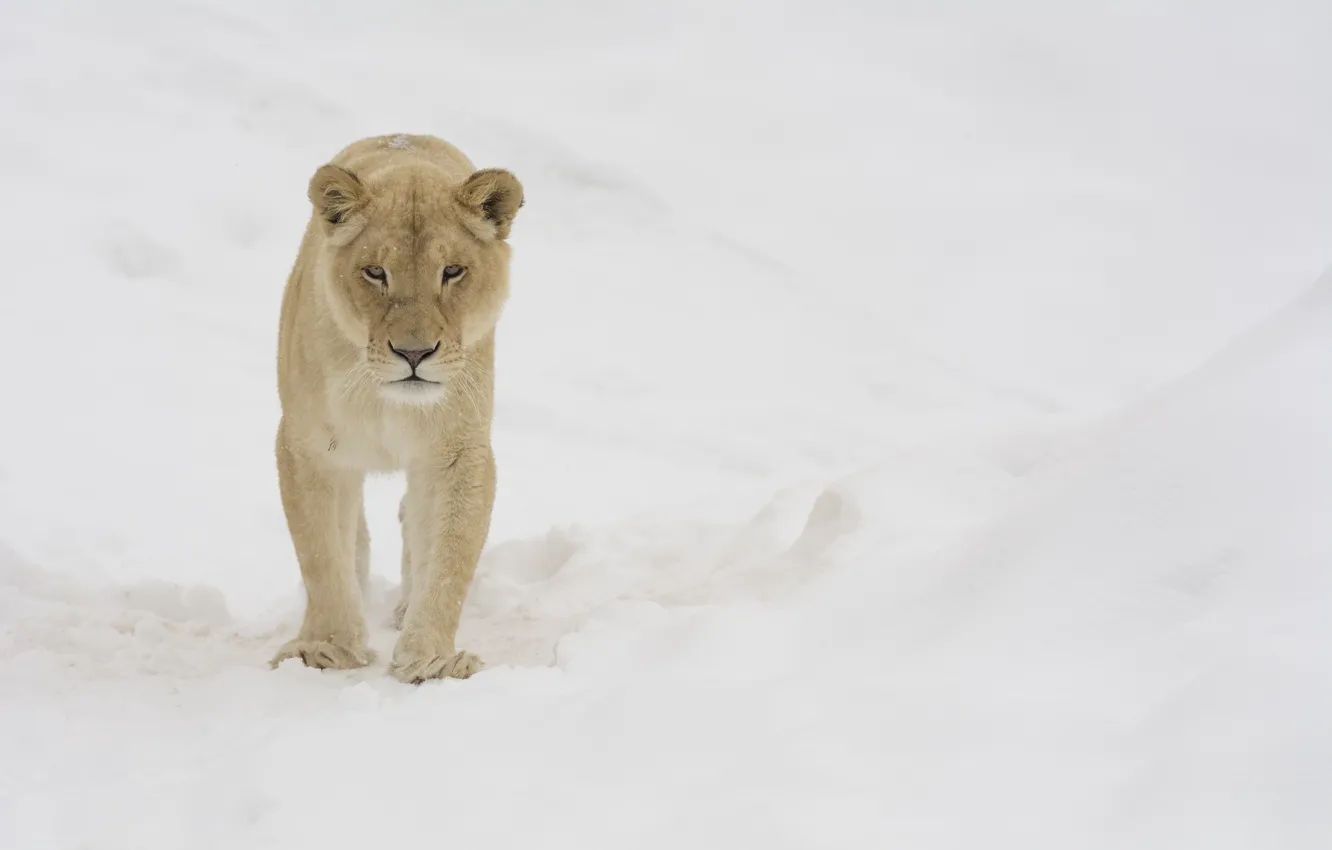 Photo wallpaper winter, face, snow, predator, walk, lioness, wild cat, zoo