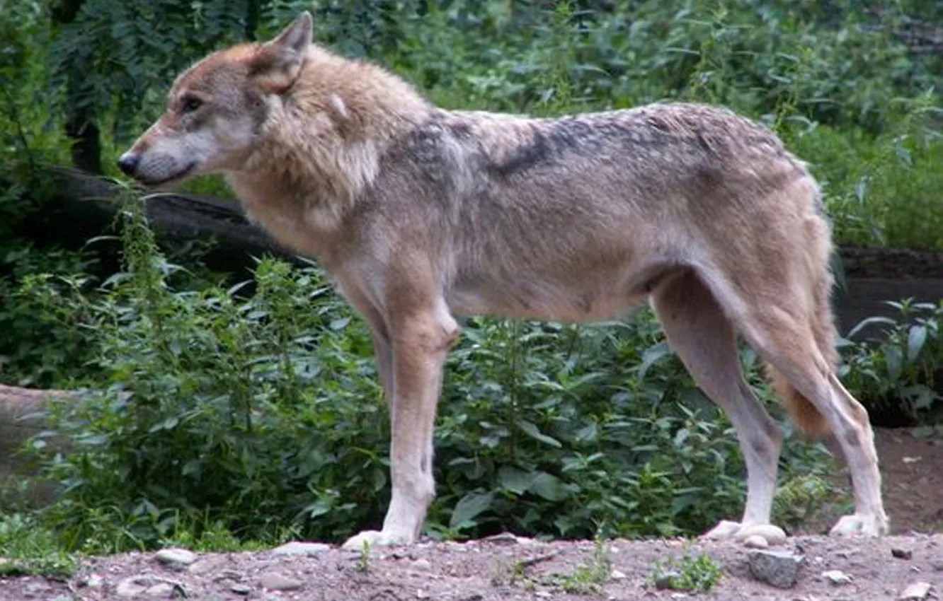 Photo wallpaper Predator, nature, animal, wolf, wildlife, portrait., Canis lupus. face • wolf • portrait • predator