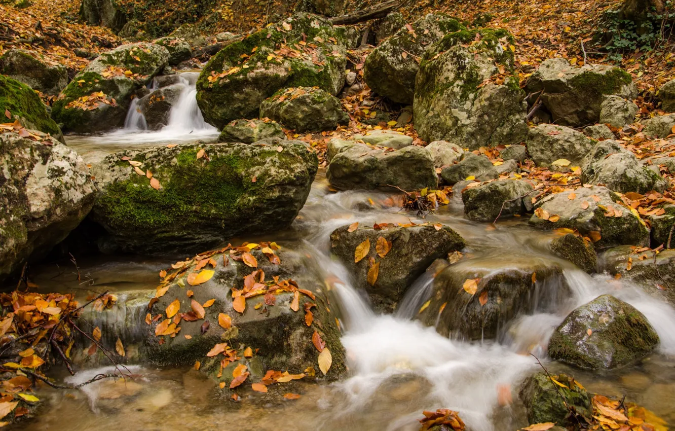 Photo wallpaper forest, leaves, water, nature, stones, Autumn
