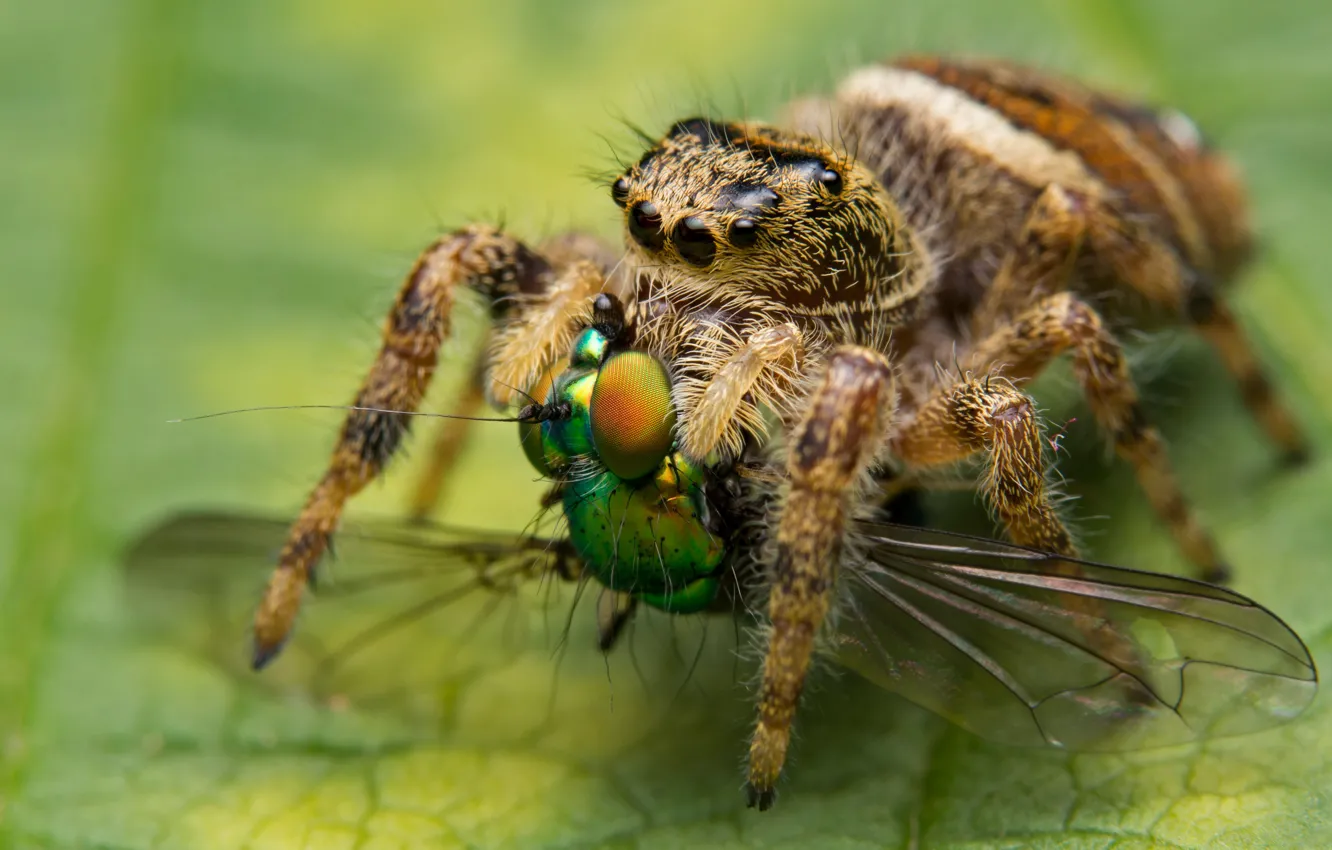 Photo wallpaper macro, green, background, leaf, spider, mining, jumper, meal