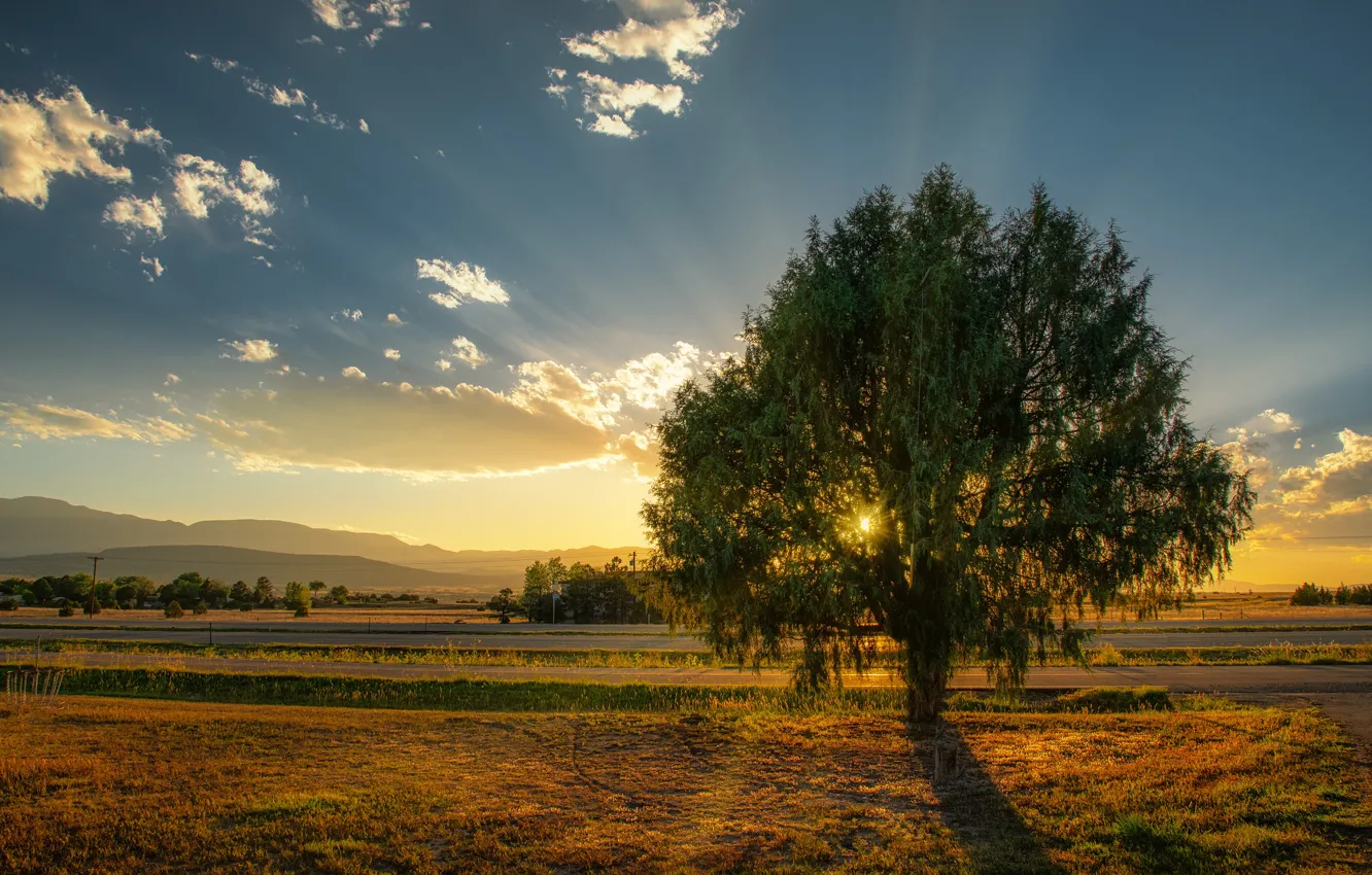 Photo wallpaper field, the sky, the sun, clouds, rays, light, trees, sunset