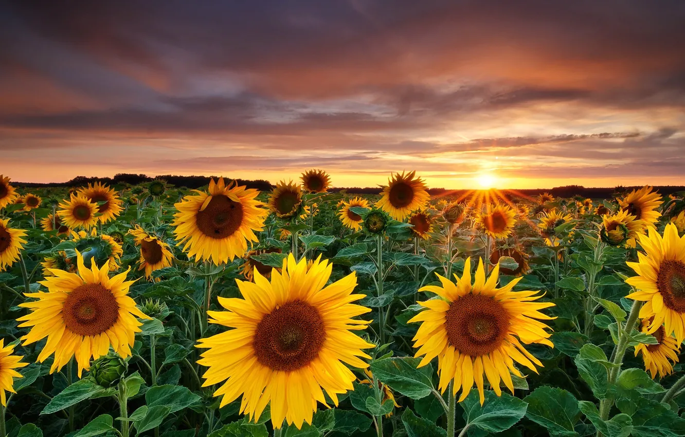 Photo wallpaper field, summer, the sky, clouds, rays, sunflowers, sunset, flowers