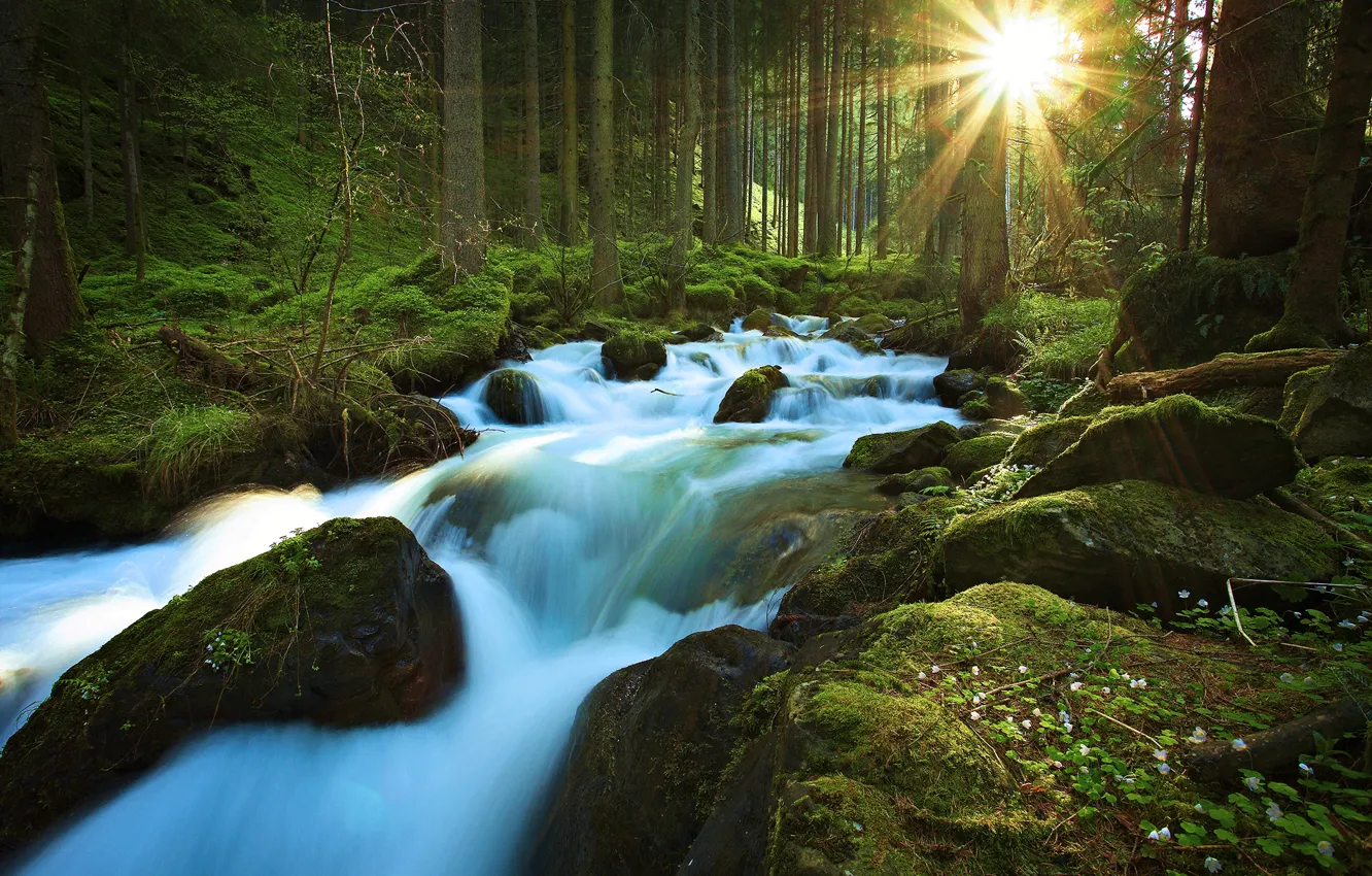 Photo wallpaper forest, the sun, rays, trees, nature, river, stream, stones