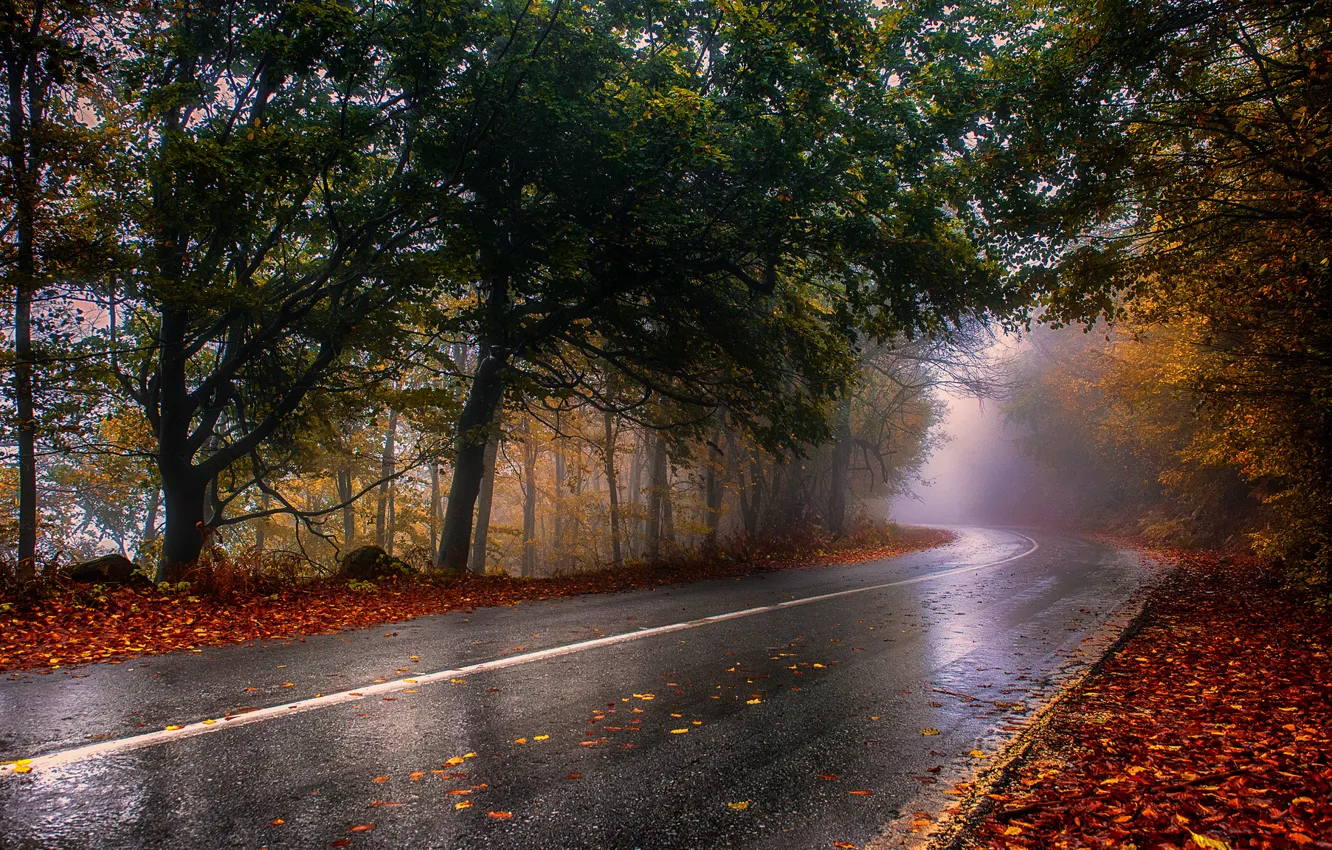 Photo wallpaper road, autumn, trees, landscape, nature, fog