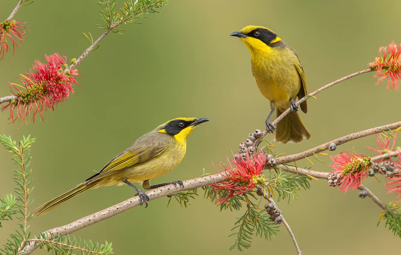 Photo wallpaper flowers, branches, bird, feathers, pair