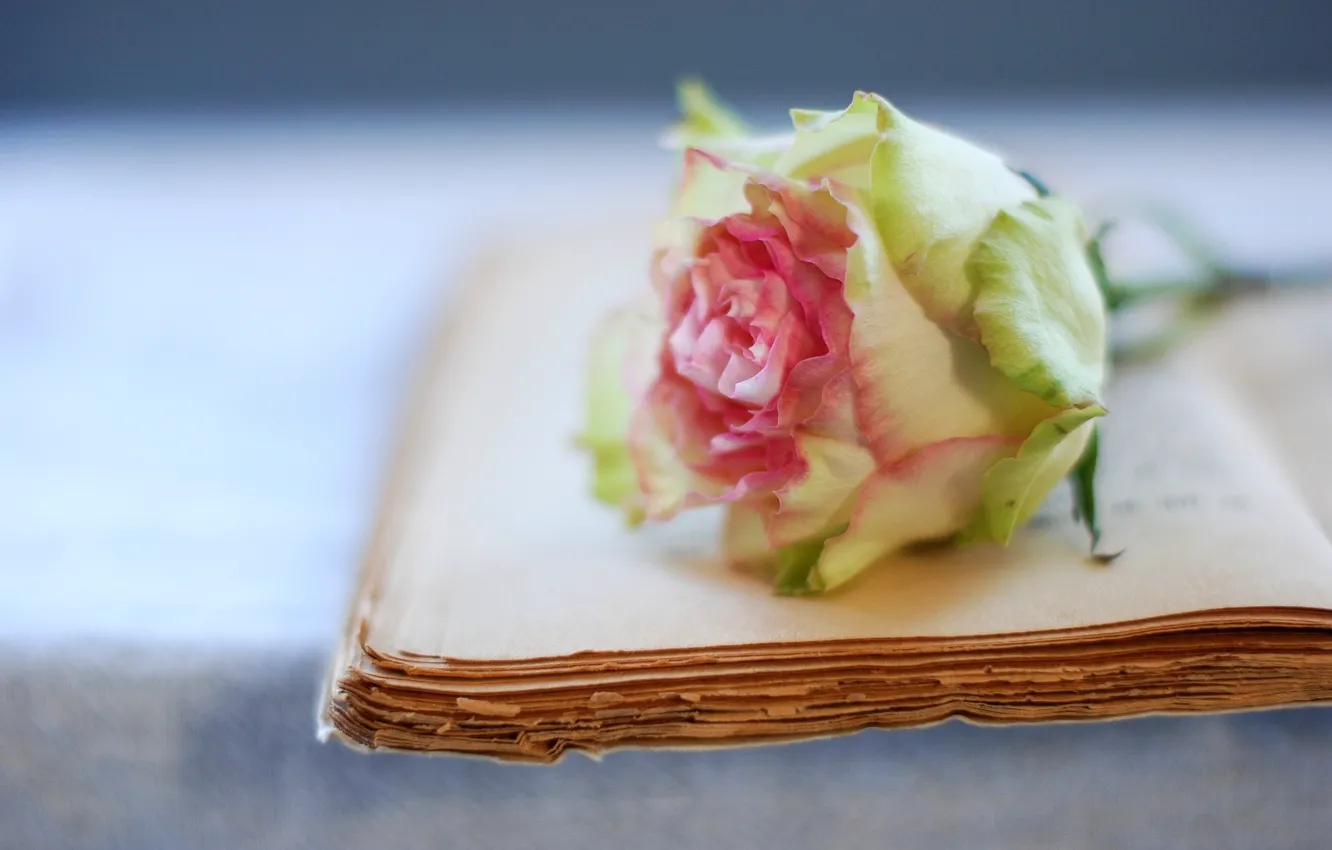 Photo wallpaper flowers, roses, book, old, page