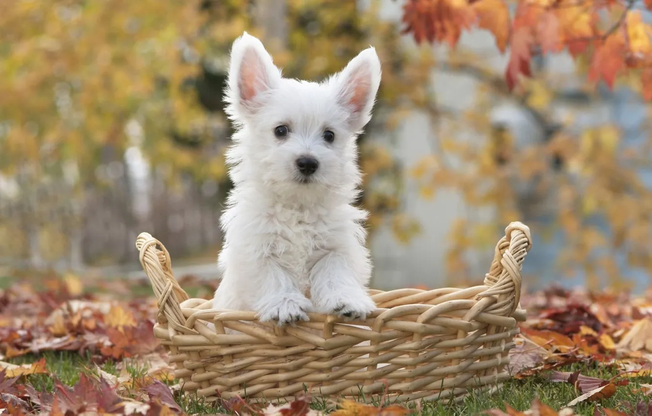 Photo wallpaper leaves, basket, puppy
