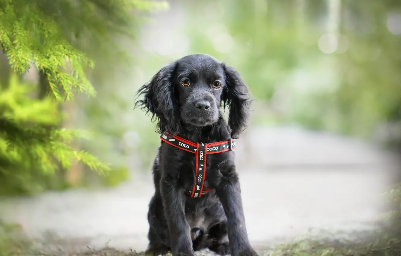 Photo wallpaper background, each, puppy