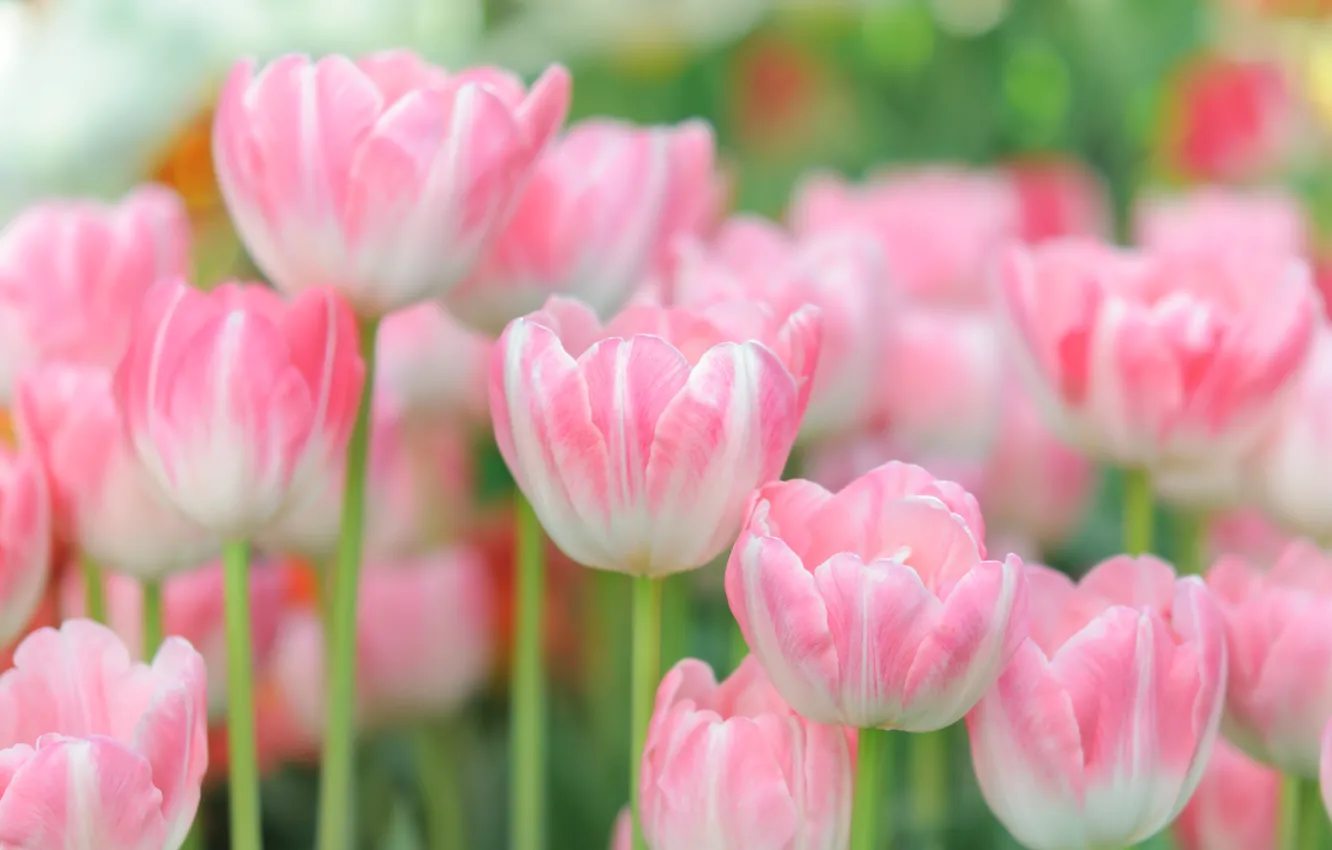 Photo wallpaper tulips, pink, buds