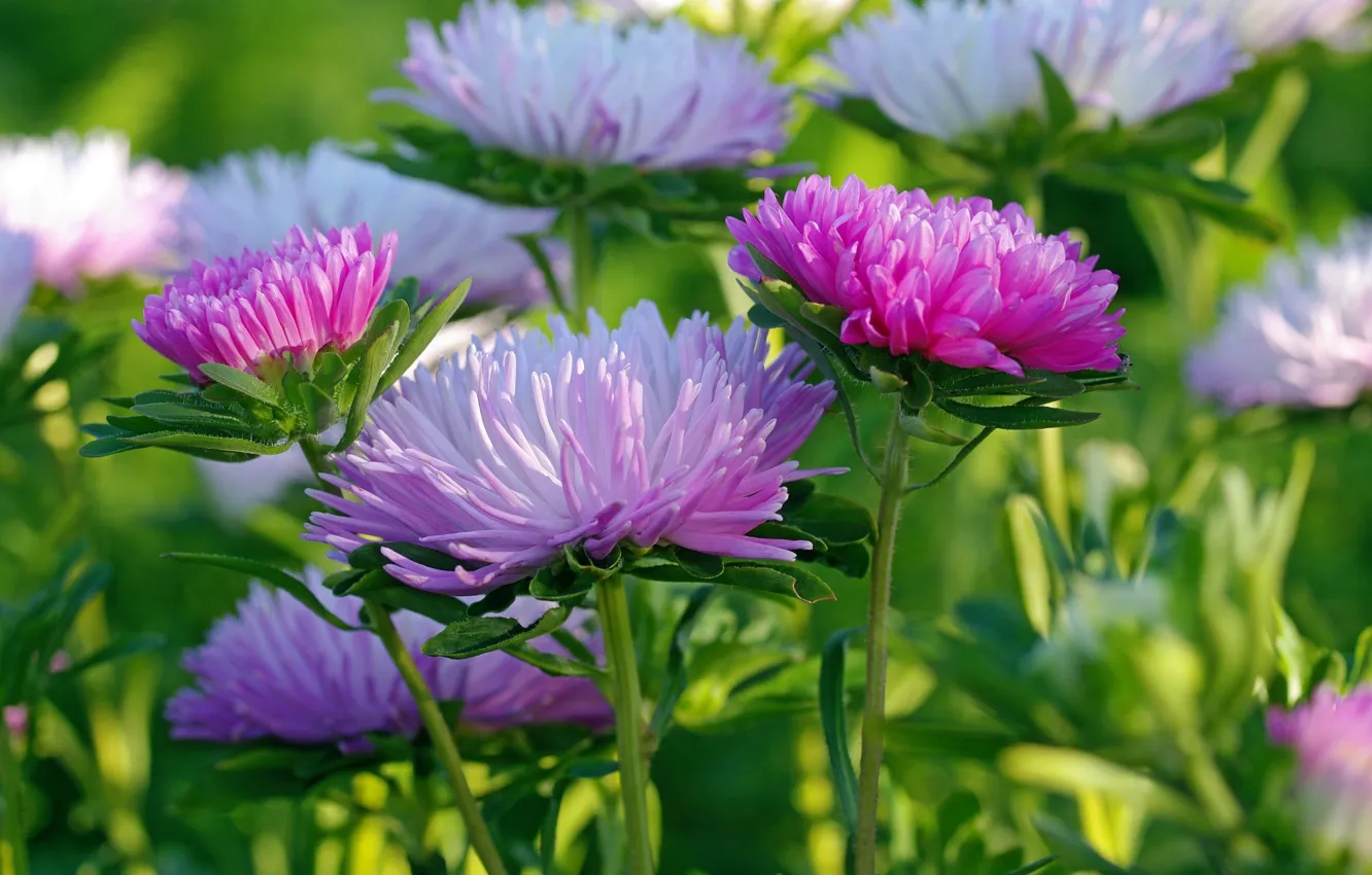 Photo wallpaper macro, lilac, asters