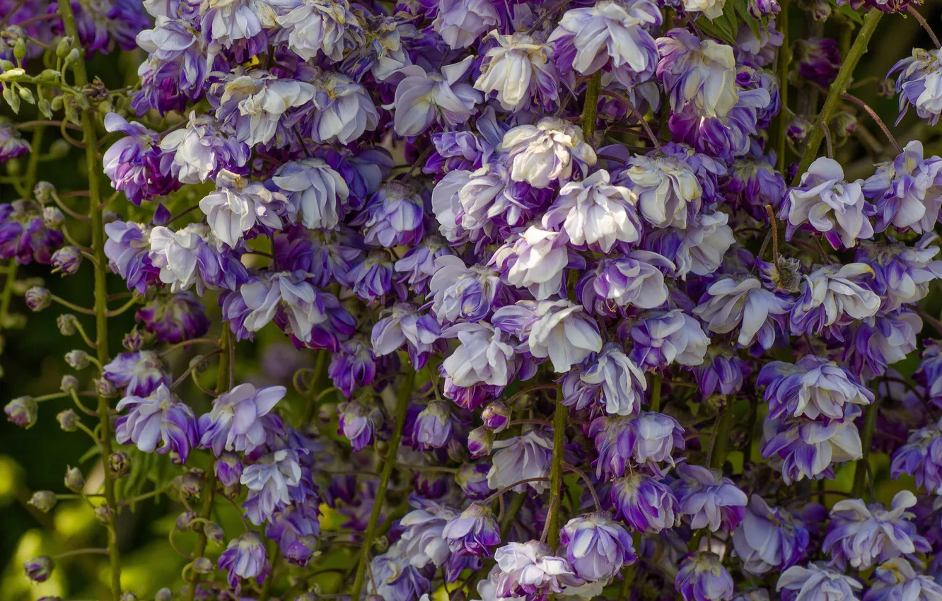 Photo wallpaper macro, Wisteria, Wisteria
