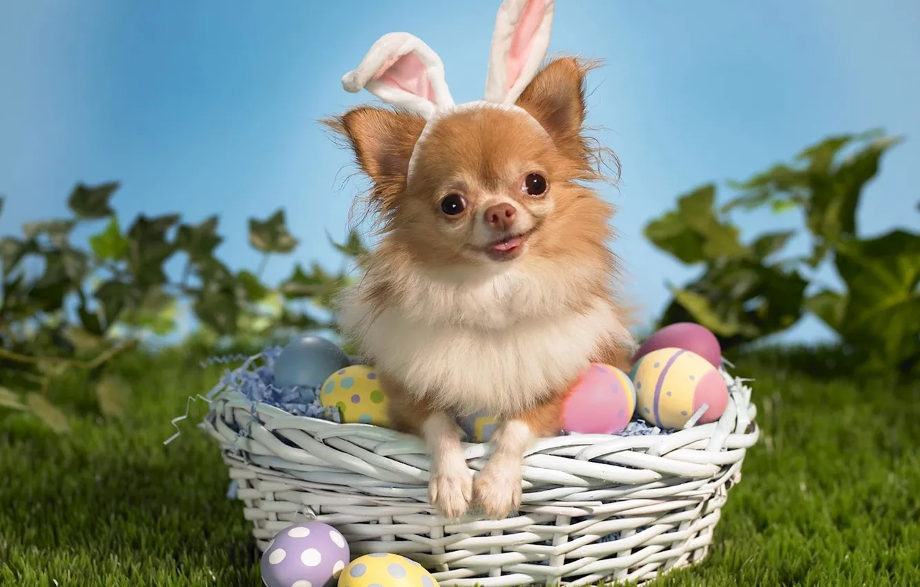 Photo wallpaper eggs, dog, Easter, Chihuahua
