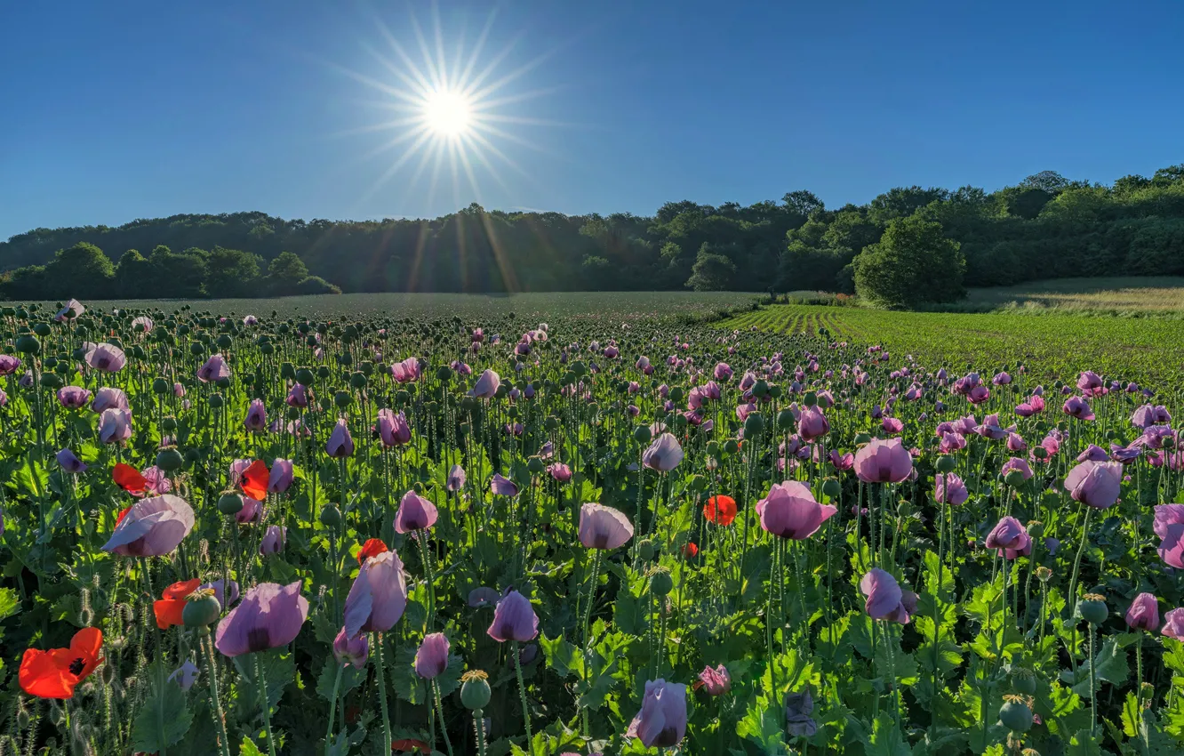 Photo wallpaper field, the sky, the sun, rays, flowers, nature, Maki, Germany