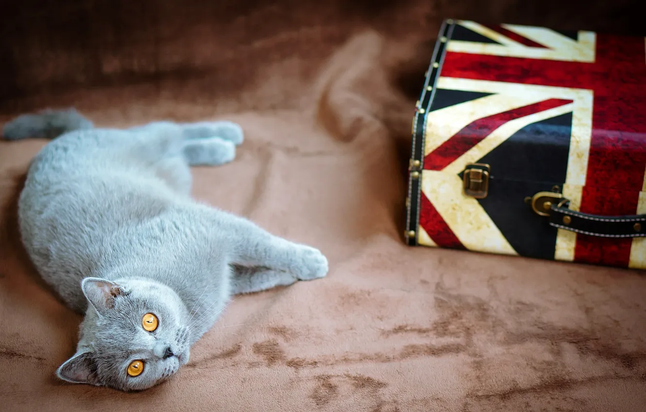 Photo wallpaper cat, eyes, cat, yellow, grey, flag, UK, lies