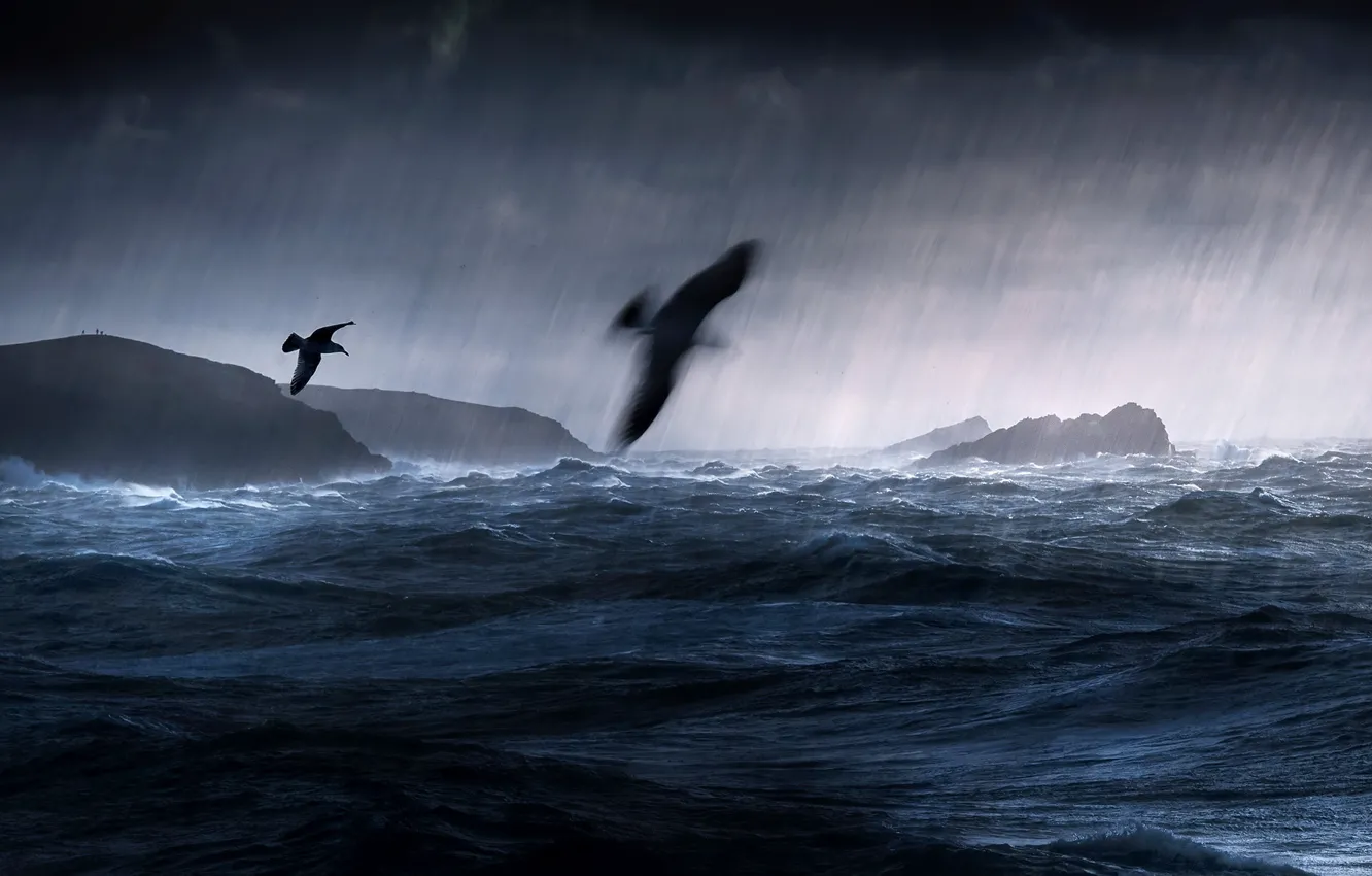 Photo wallpaper sea, birds, storm