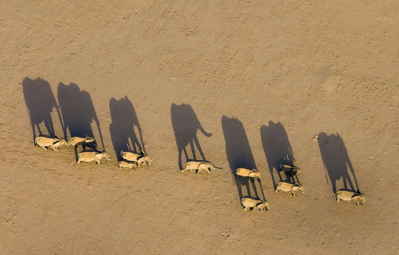 Photo wallpaper elephant, shadow, Africa, Namibia, the herd, Region Damaraland