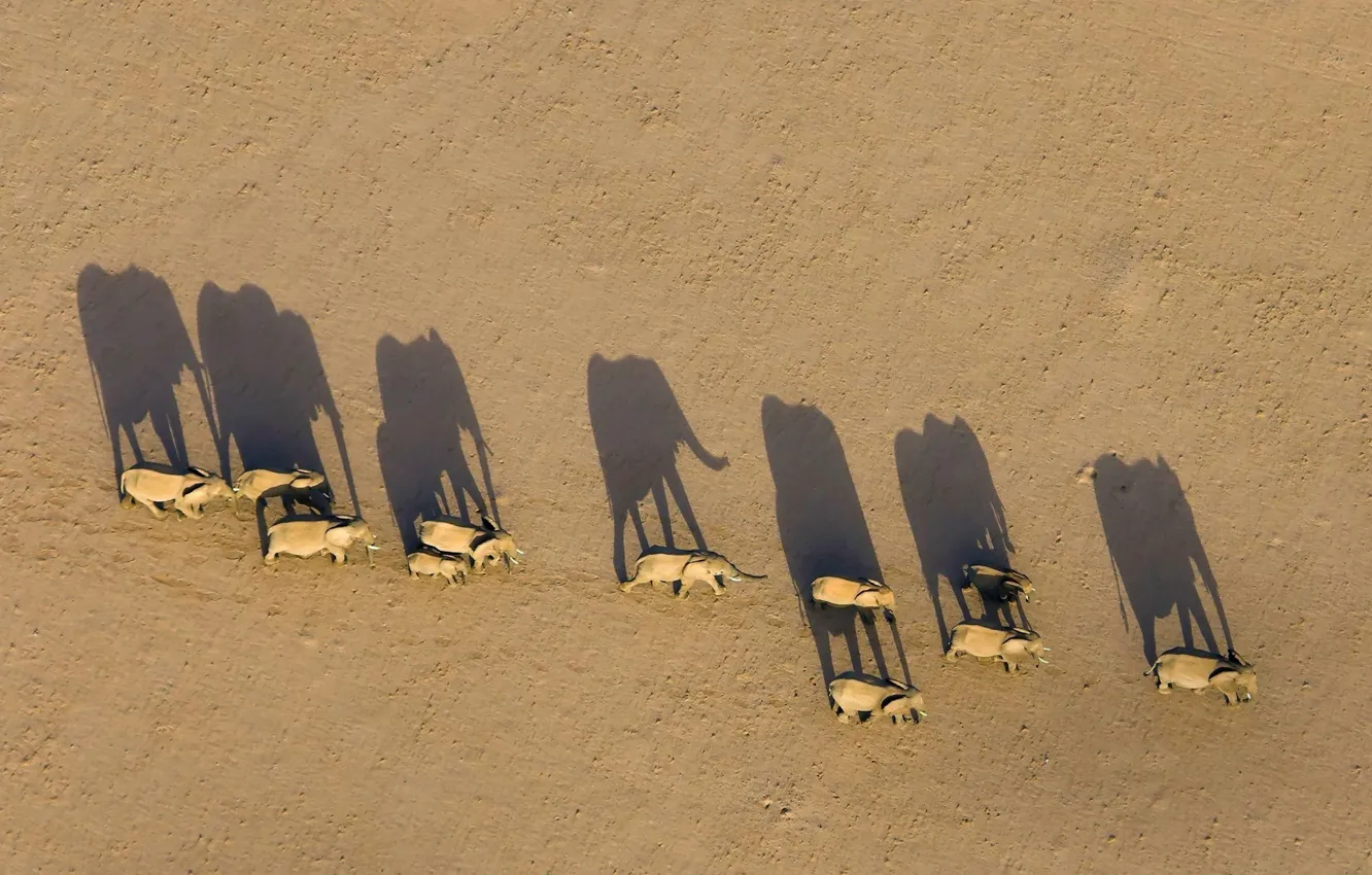 Photo wallpaper shadow, Africa, elephants, Namibia, the herd, Region Damaraland
