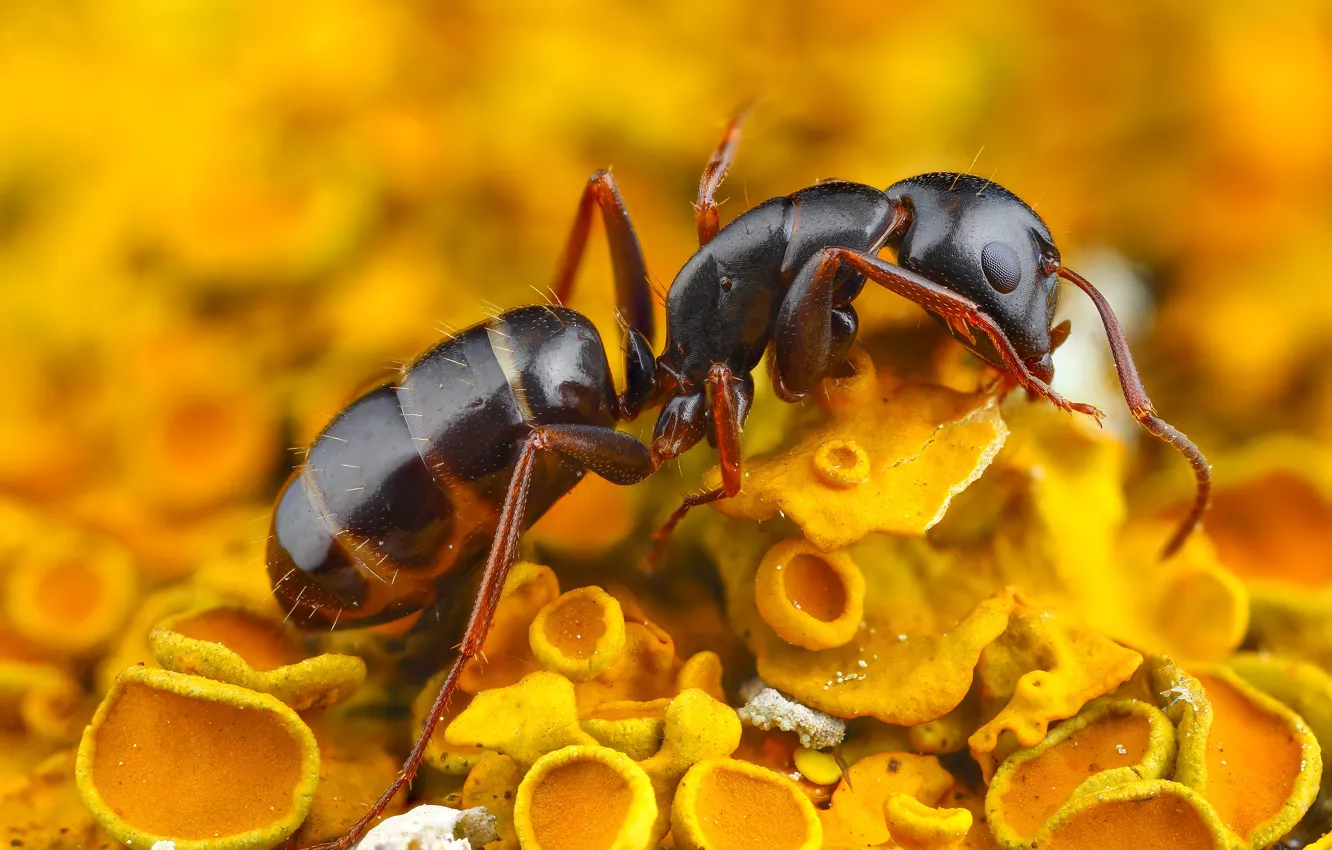 Photo wallpaper macro, background, insect, yellow, mushrooms, ants