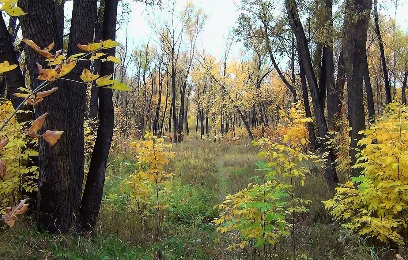 Photo wallpaper forest, leaves, Autumn, Siberia