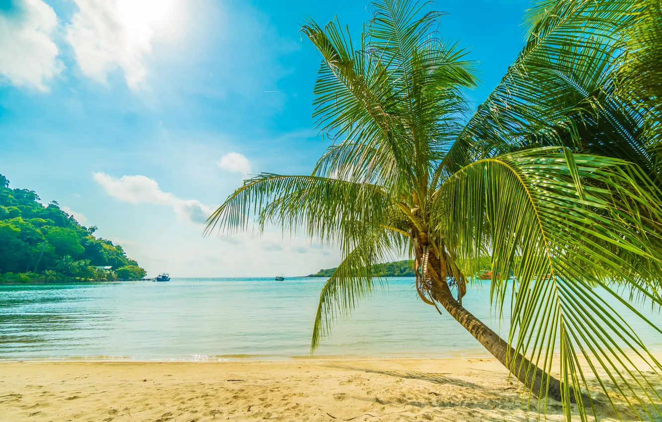 Photo wallpaper sand, sea, wave, beach, summer, the sky, palm trees, shore