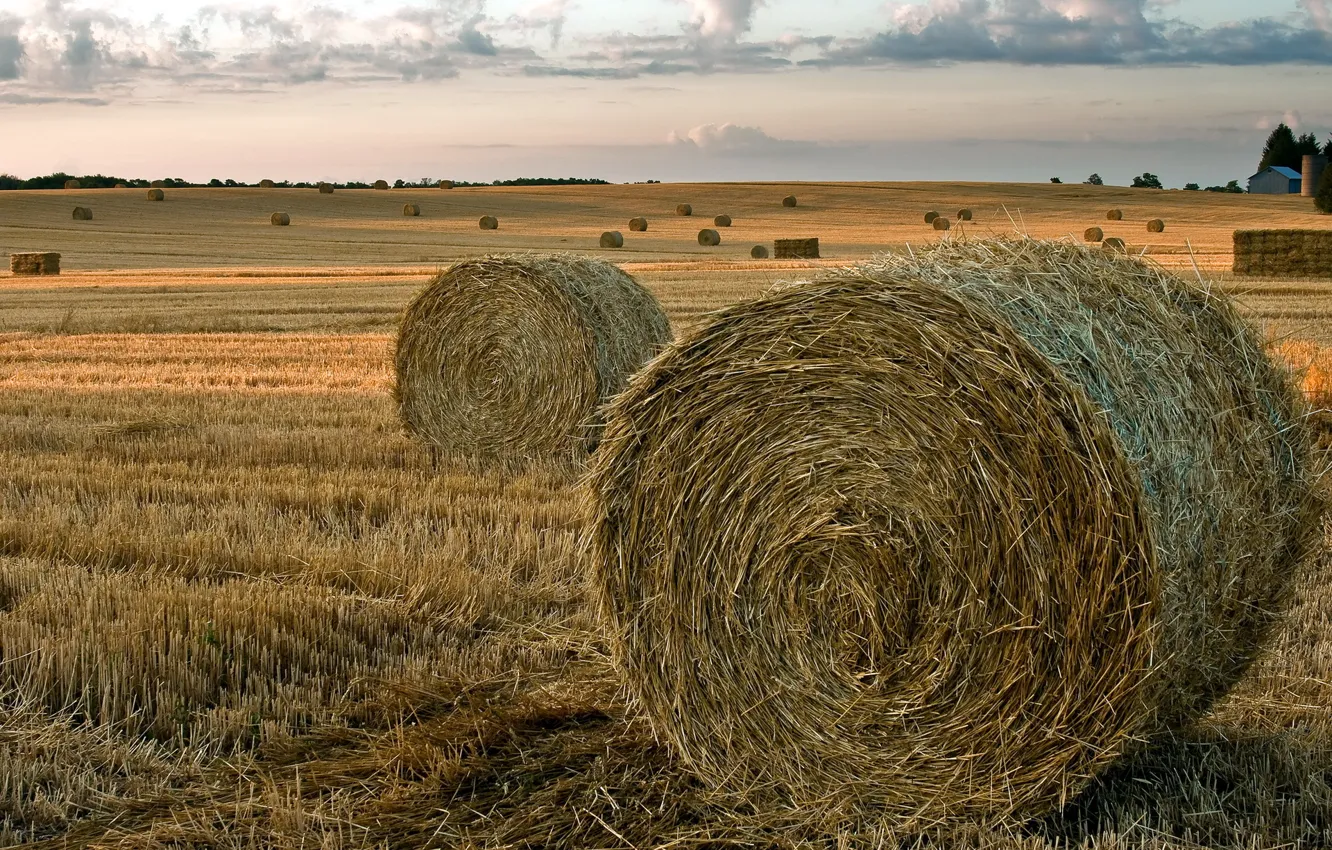 Photo wallpaper field, summer, landscape, hay