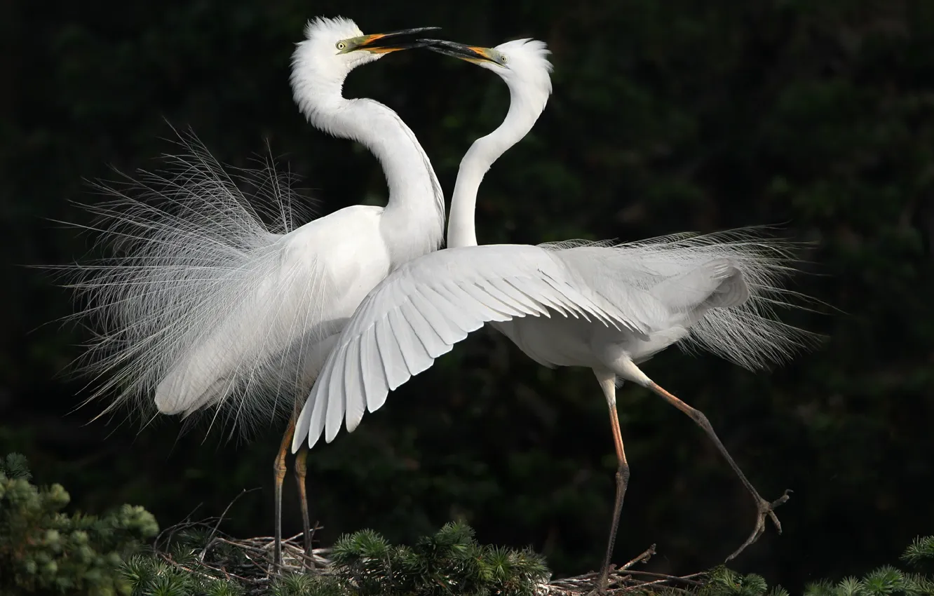 Photo wallpaper bird, dance, white, Heron