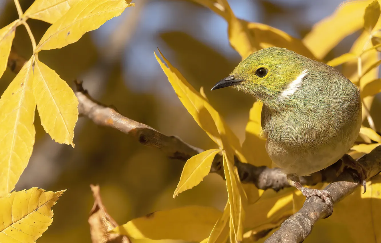 Photo wallpaper autumn, branches, yellow, bird, foliage, bokeh