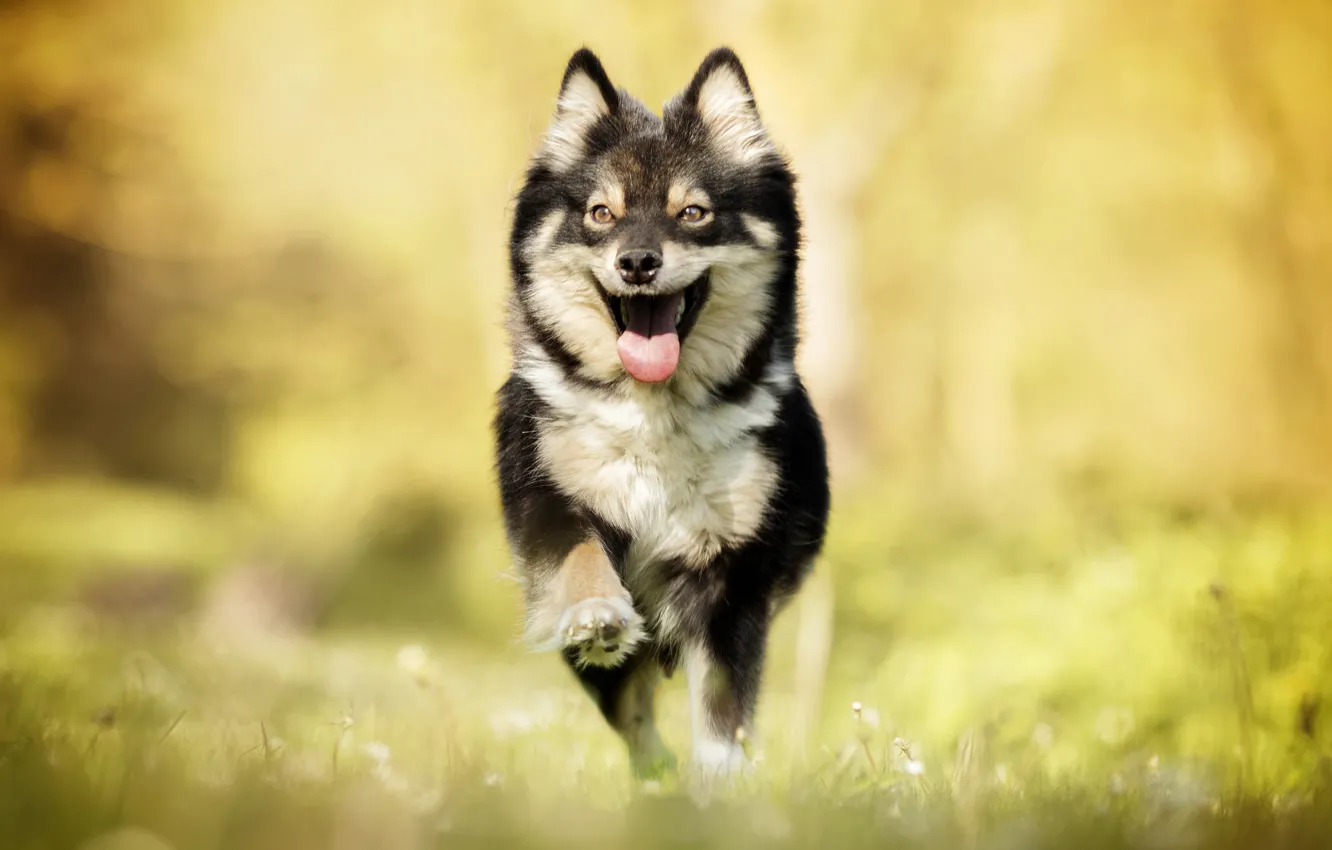 Photo wallpaper joy, dog, running, walk, bokeh