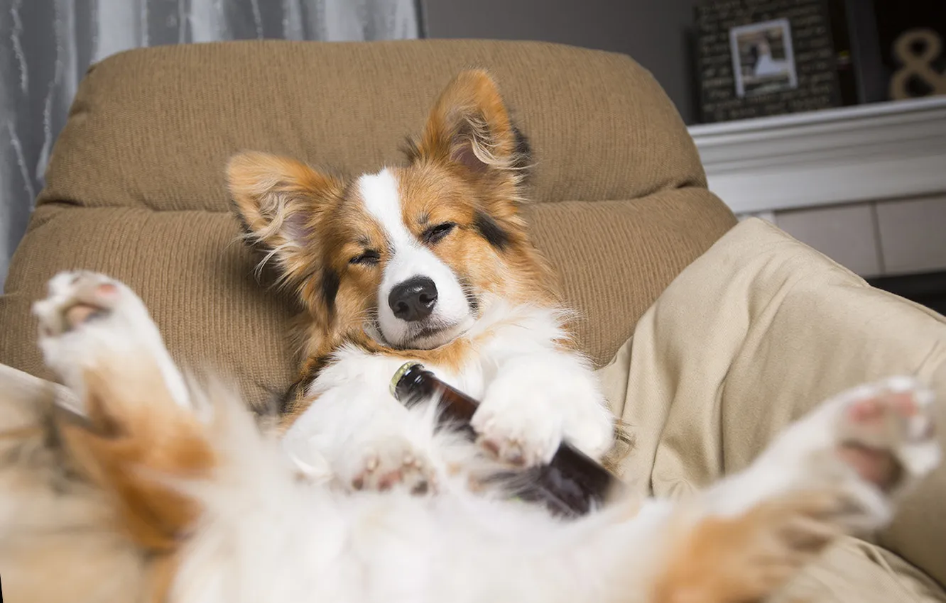 Photo wallpaper look, pose, dog, face