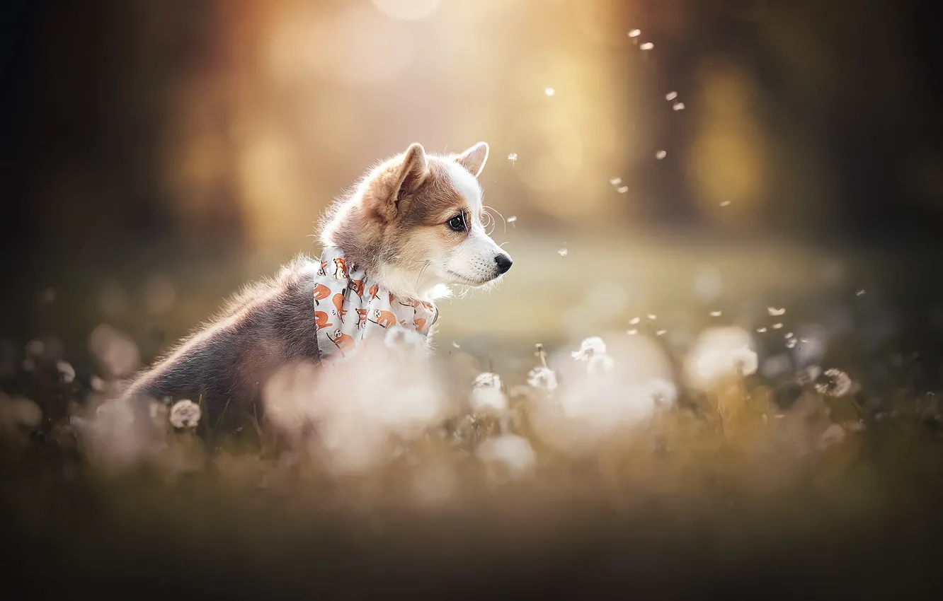 Photo wallpaper dog, puppy, dandelions, face, fuzzes, bokeh