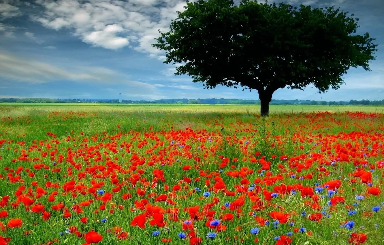 Photo wallpaper field, trees, flowers, Maki, 153