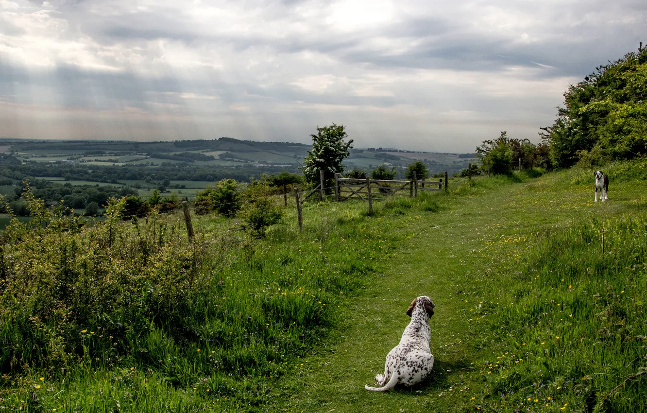 Photo wallpaper field, clouds, trees, clouds, hills, two, dog, slope