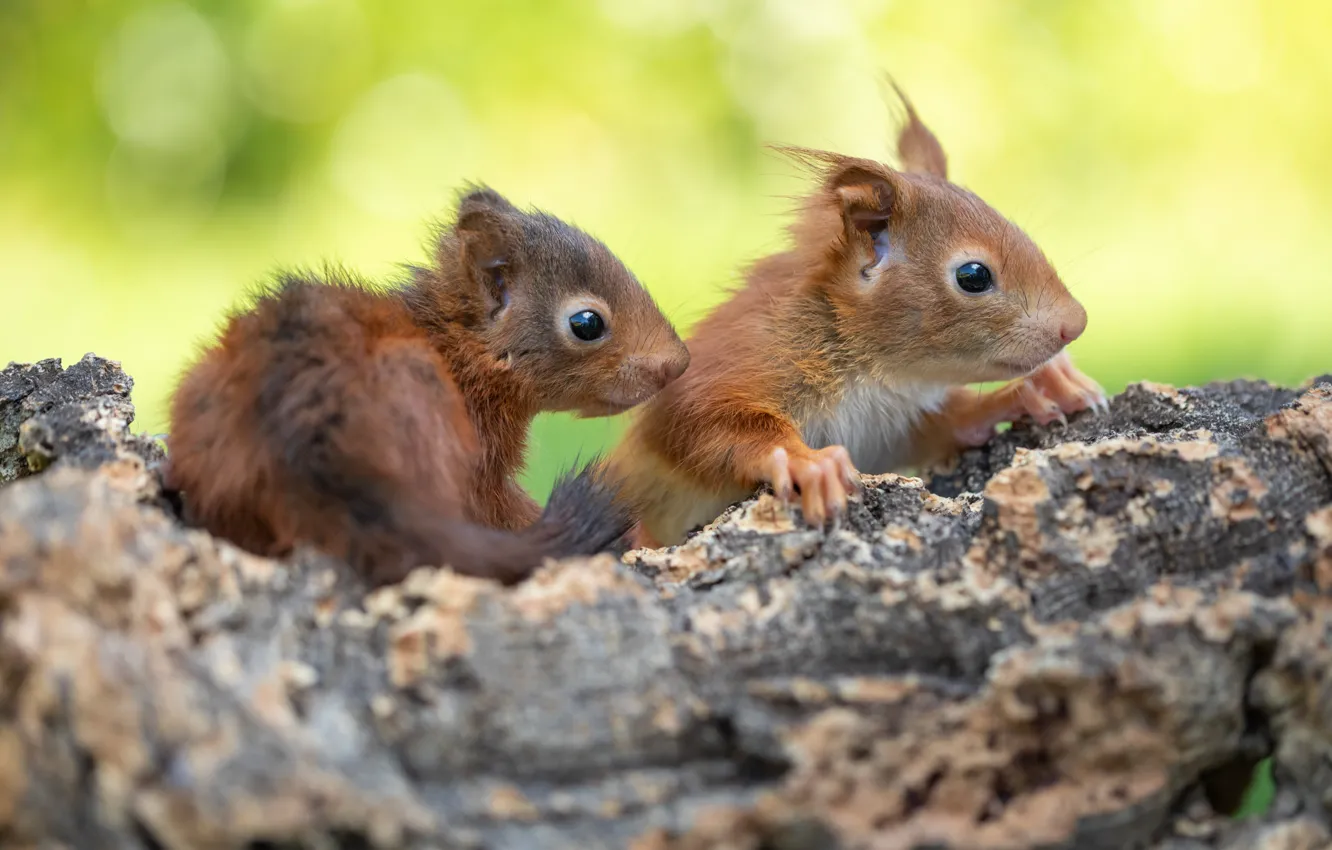 Photo wallpaper nature, pose, protein, rodent, squirrel, two squirrel