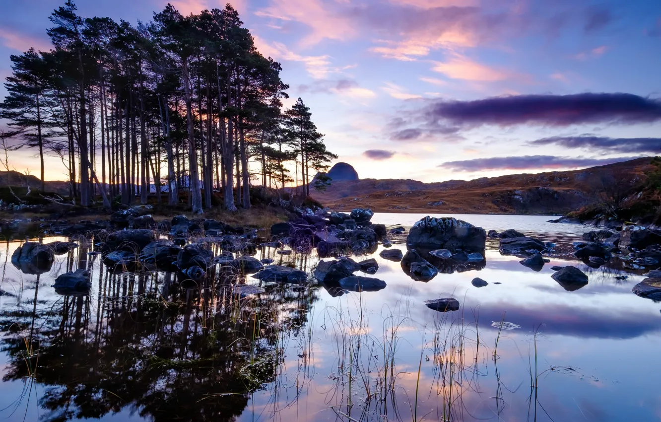 Photo wallpaper trees, nature, puddle