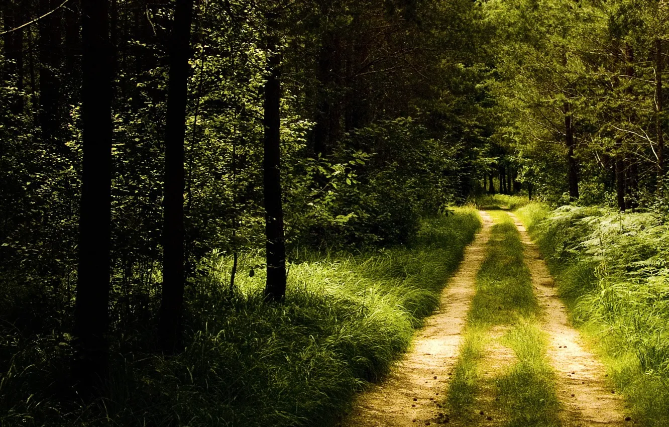 Photo wallpaper road, forest, trail