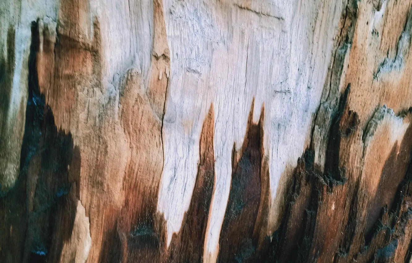 Photo wallpaper trees, wood, wood texture, Woody texture, macro tree