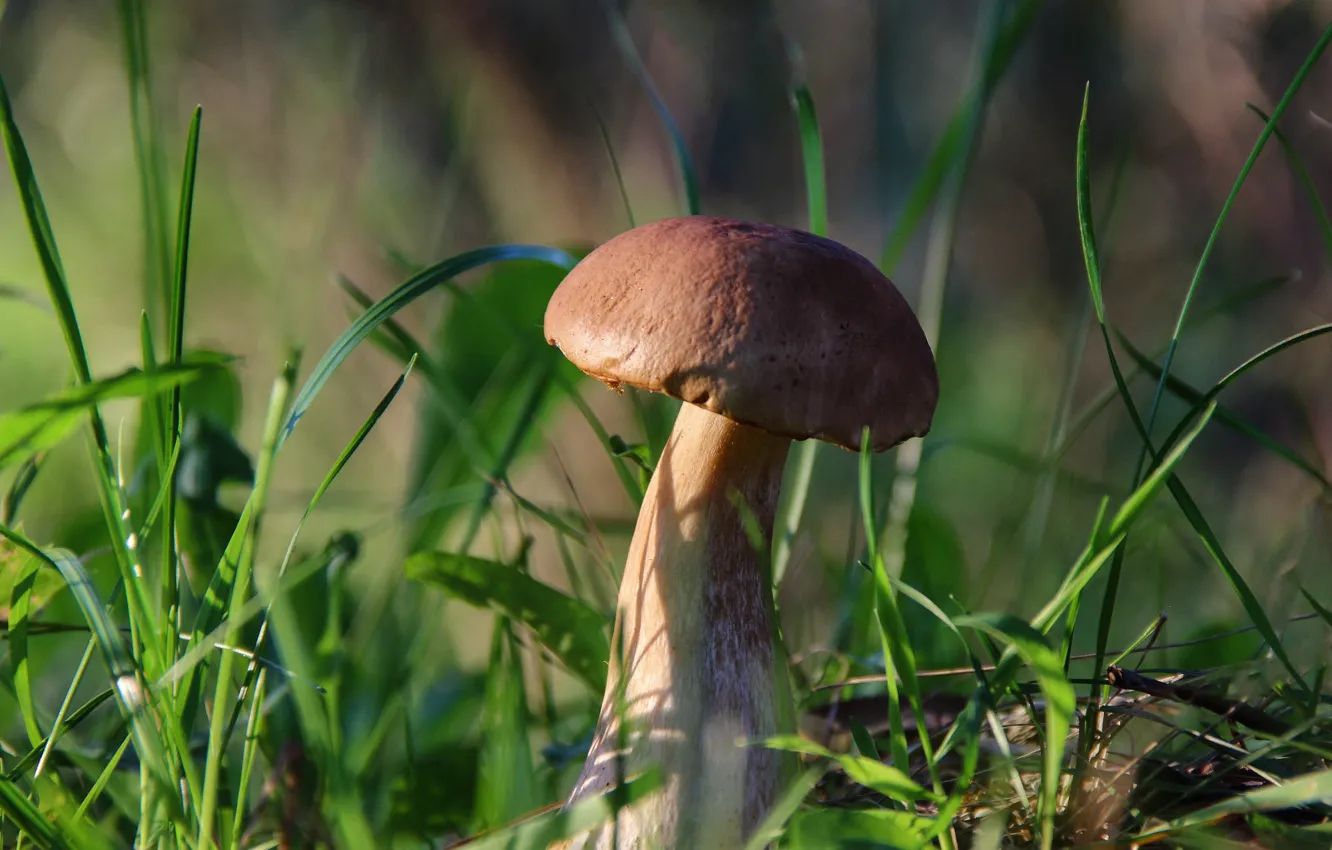 Photo wallpaper grass, mushrooms, boletus, obabkov